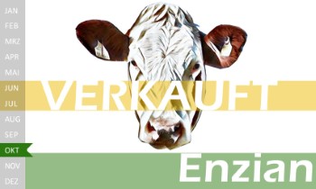 trchtige Fleckvieh Kalbin zu verkaufen, beweidet und ruhig